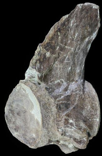 Tall Mosasaur (Platecarpus) Caudal Vertebra - Kansas #64168